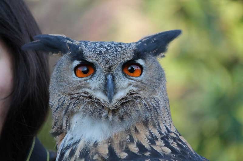 Falconeria Locarno Ticino Svizzera