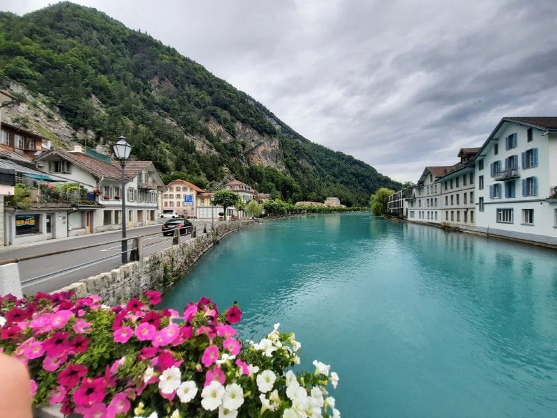 Primo piano di fiori colorati con il fiume, le montagne, strade e case di Interlaken sullo sfondo