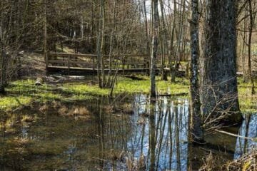 Paesaggio naturale di palude e stagno nel Canton Ticino, Svizzera, con acqua calma e vegetazione tipica, ideale per escursioni e attività outdoor