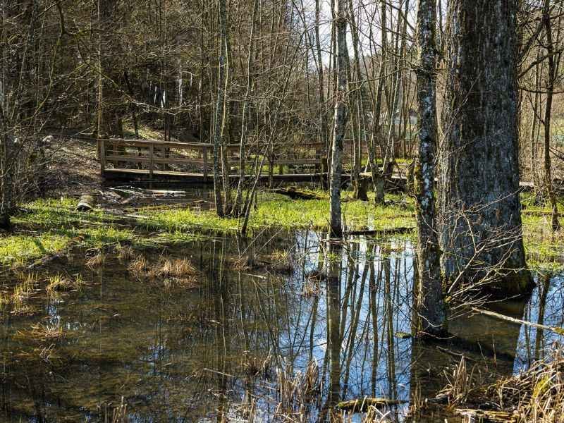 Paesaggio naturale di palude e stagno nel Canton Ticino, Svizzera, con acqua calma e vegetazione tipica, ideale per escursioni e attività outdoor
